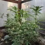 Space Cookies Auto