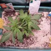 White Truffle Indoor 2025