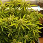 GMO Cookies Auto from Zamnesia