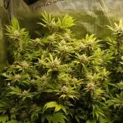 White Rhino From Zamnesia zweite Runde