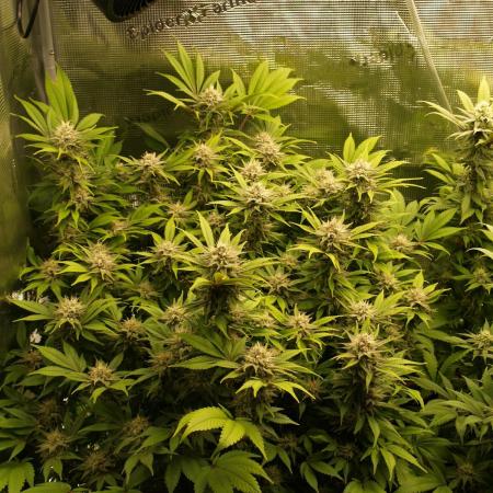 White Rhino From Zamnesia zweite Runde