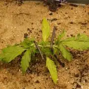 Eternity Cup 2026 Sticky Broccoli Auto