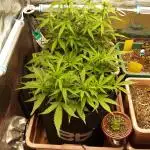 Super Boof Auto von Fast Buds