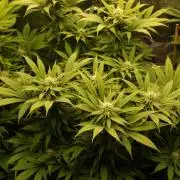 Eleven Roses Klon zur Blüte