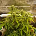 Auto Candy