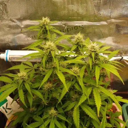 Auto Candy
