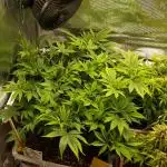 White Rhino From Zamnesia zweite Runde