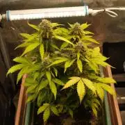 Eternity Cup 2026 Sticky Broccoli Auto