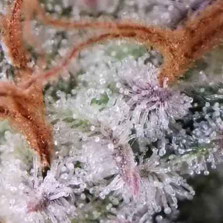 Super Boof Auto von Fast Buds