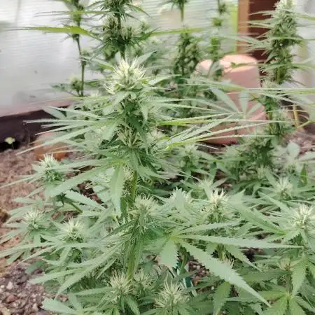 Space Cookies Auto