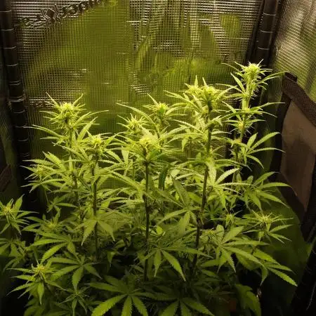 Green Cure CBD F1 Hybrid Auto Zamnesia