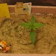 Apple Fritter Auto Winter Grow 2026