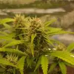 Auto Candy