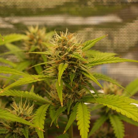 Auto Candy