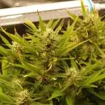 Super Boof Auto von Fast Buds