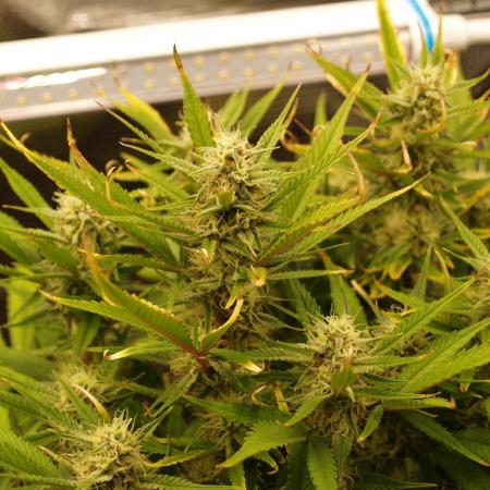 Super Boof Auto von Fast Buds