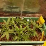 Green Cure CBD F1 Hybrid Auto Zamnesia