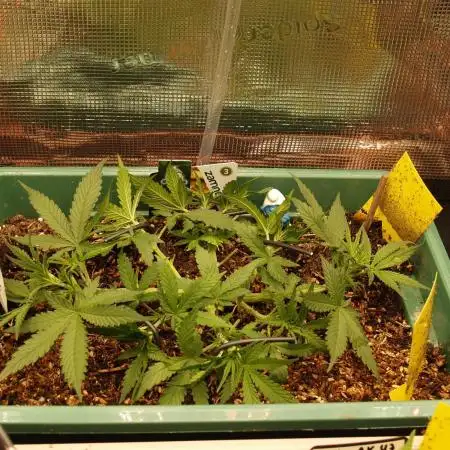 Green Cure CBD F1 Hybrid Auto Zamnesia