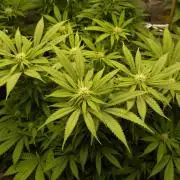 Eleven Roses Klon zur Blüte