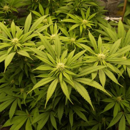 Eleven Roses Klon zur Blüte