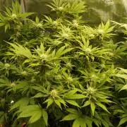 White Rhino From Zamnesia zweite Runde