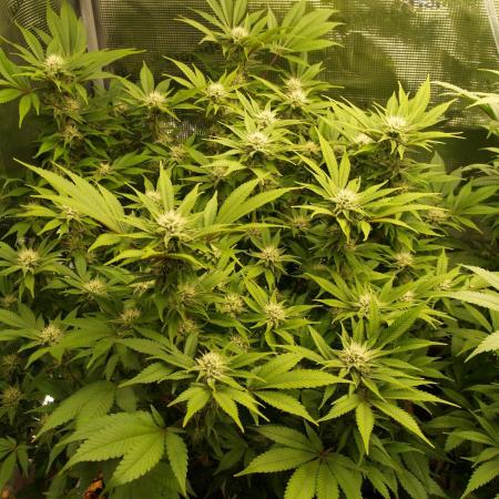 White Rhino From Zamnesia zweite Runde