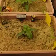 Strawberry Cola Auto Winter Grow 2026