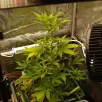 Sweet Pure Auto CBD
