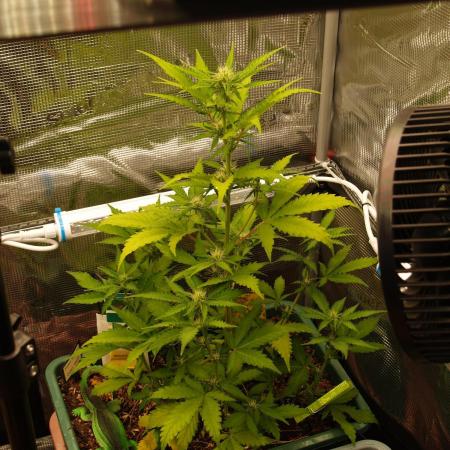 Sweet Pure Auto CBD