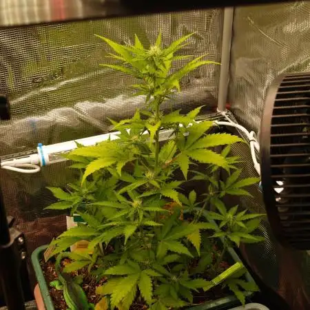 Sweet Pure Auto CBD