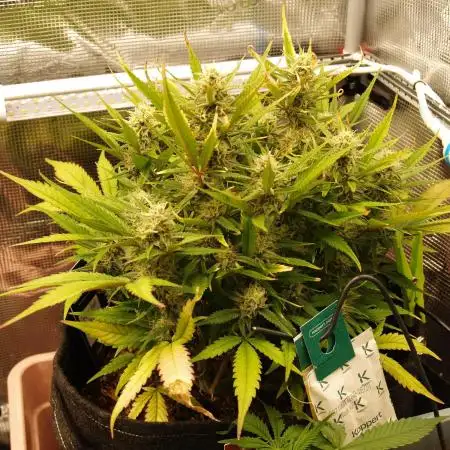 Super Boof Auto von Fast Buds