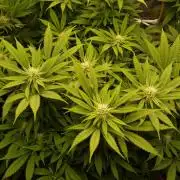 Eleven Roses Klon zur Blüte