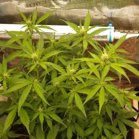 Auto Candy