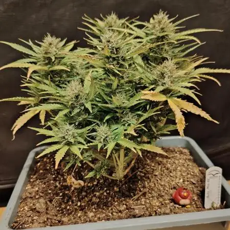 Auto Mac#1 Dutch Passion 2025