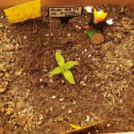 Auto AK-47 XL Divine Seeds