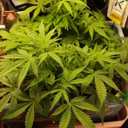 GMO Cookies Auto from Zamnesia