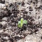 Apple Fritter Auto Winter Grow 2026