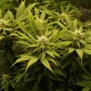 Eleven Roses Klon zur Blüte