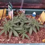 Green Cure CBD F1 Hybrid Auto Zamnesia