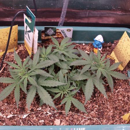 Green Cure CBD F1 Hybrid Auto Zamnesia