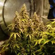 Auto AK-47 XL Divine Seeds