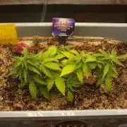 Eternity Cup 2026 Sticky Broccoli Auto