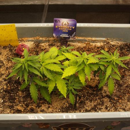 Eternity Cup 2026 Sticky Broccoli Auto