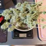 Auto Candy
