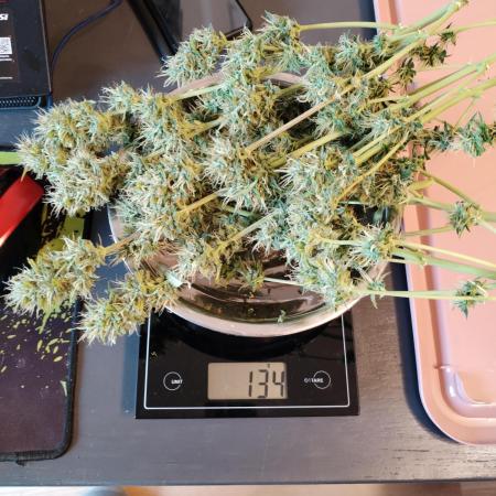 Auto Candy