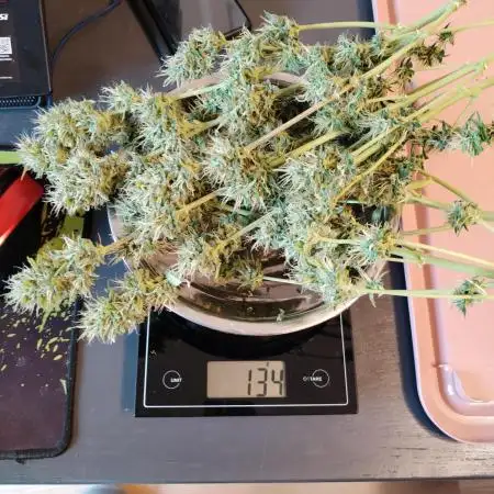 Auto Candy