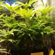 Eleven Roses Klon zur Blüte 2