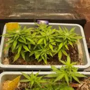 Eternity Cup 2026 Sticky Broccoli Auto