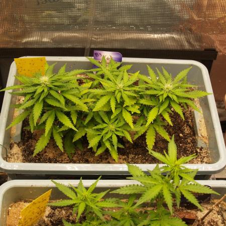 Eternity Cup 2026 Sticky Broccoli Auto