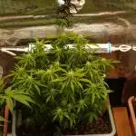 GMO Cookies Auto from Zamnesia